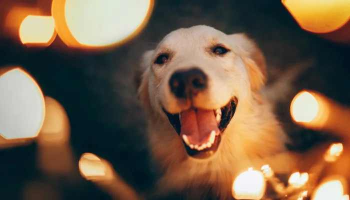 Pet Parents’ Guide: Keeping Dogs Calm During Firecrackers